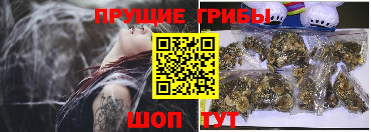 Псилоцибиновые грибы Psilocybe Тихорецк